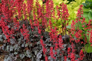 Heuchera - soi Hollywood