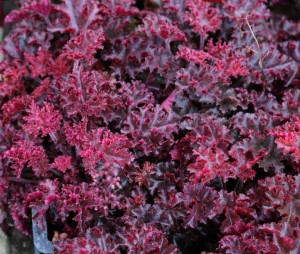 Heuchera - soi Melting Fire