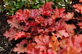 Heuchera - soi Peach Flambe